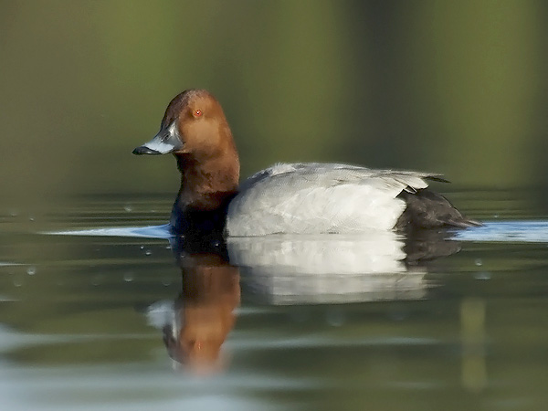 Punasotka, Common Pochard, Aythya ferina